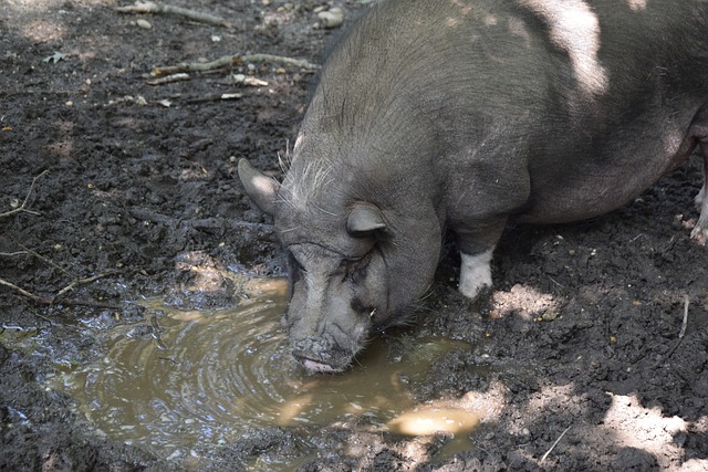 和劳塔罗的 和劳塔罗的
