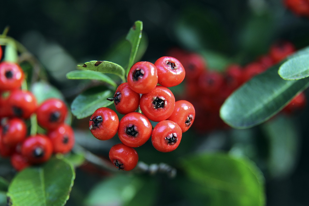 年轻球员的 年轻球员的